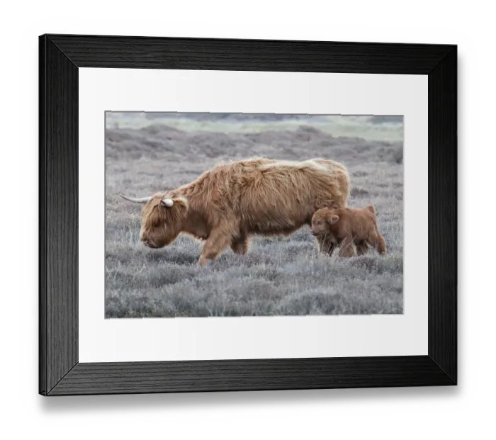 Framed Print : Highland Cow (Bos taurus) with calf, Texel, the Netherlands, April Framed Print : Highland Cow (Bos taurus) with calf, Texel, the Netherlands, April