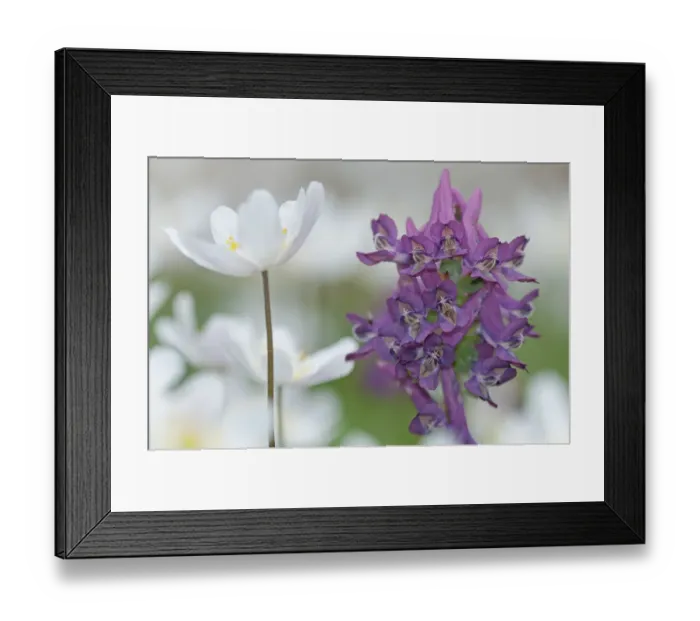 Framed Print : Wood anemone (Anemone nemorosa) and Corydalis flowers, (Corydalis solida), Staatsbossen Framed Print : Wood anemone (Anemone nemorosa) and Corydalis flowers, (Corydalis solida), Staatsbossen