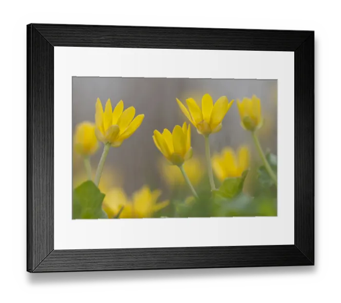 Framed Print : Lesser celandine flowers (Ranunculus ficaria), Staatsbossen, Texel, the Netherlands Framed Print : Lesser celandine flowers (Ranunculus ficaria), Staatsbossen, Texel, the Netherlands