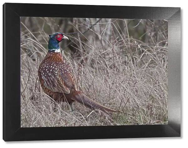 Common Pheasant (Phasianus colchicus) male, Texel, the Netherlands, April