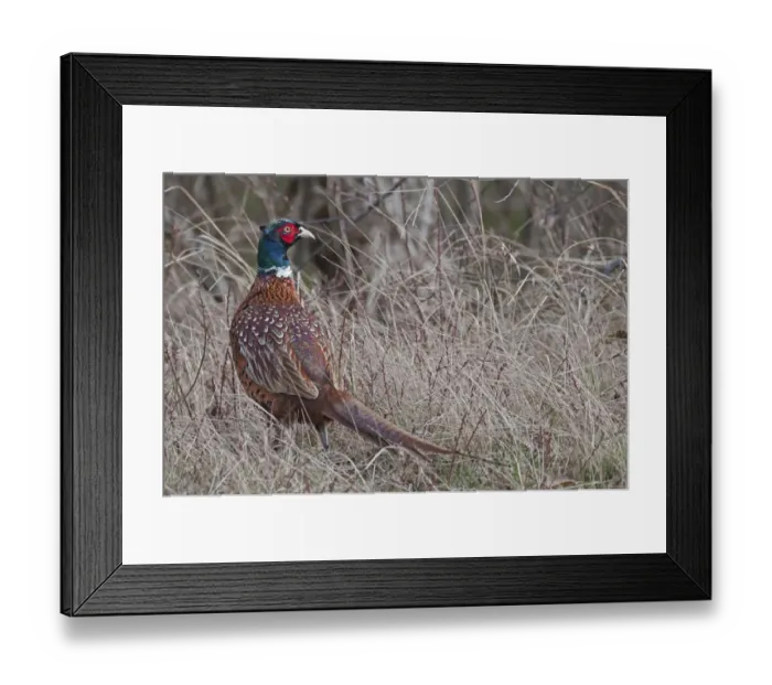 Framed Print : Common Pheasant (Phasianus colchicus) male, Texel, the Netherlands, April Framed Print : Common Pheasant (Phasianus colchicus) male, Texel, the Netherlands, April