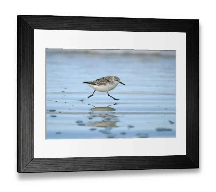 Framed Print : Sanderling (Calidris alba) running across beach, Texel the Netherlands, April Framed Print : Sanderling (Calidris alba) running across beach, Texel the Netherlands, April