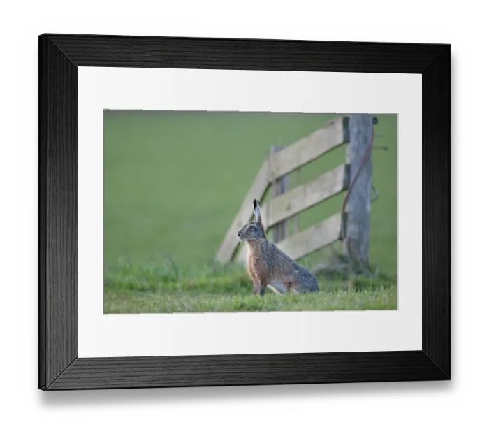 Framed Print : Brown Hare (Lepus europeaus) sitting by fence, Texel, the Netherlands, April Framed Print : Brown Hare (Lepus europeaus) sitting by fence, Texel, the Netherlands, April