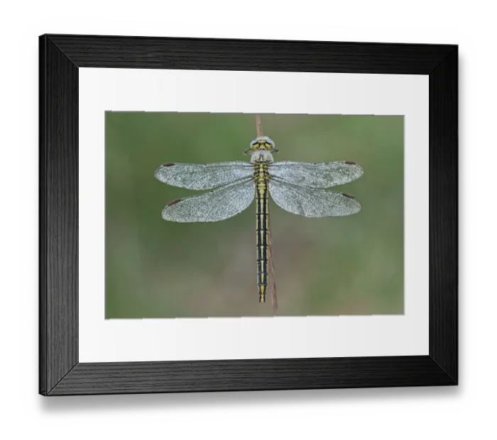 Framed Print : Western clubtail (Gomphus pulchellus) female, Groot Schietveld, Wuustwezel, Belgium, May Framed Print : Western clubtail (Gomphus pulchellus) female, Groot Schietveld, Wuustwezel, Belgium, May