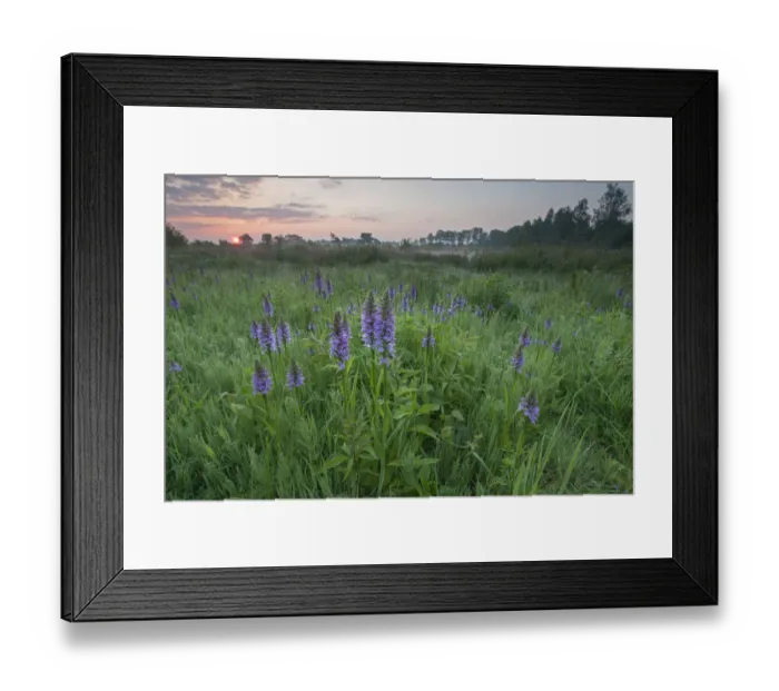 Framed Print : Marsh orchids  /  Spotted orchids (Dactylorhiza sp) at sunrise, Groot Schietveld, Wuustwezel