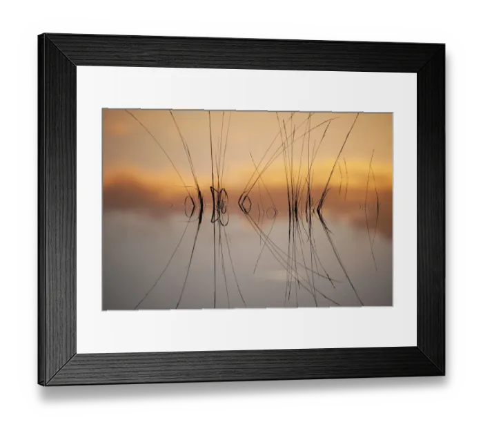 Framed Print : Reflection in fen on surface of water, Klein Schietveld, Brasschaat, Belgium, November Framed Print : Reflection in fen on surface of water, Klein Schietveld, Brasschaat, Belgium, November