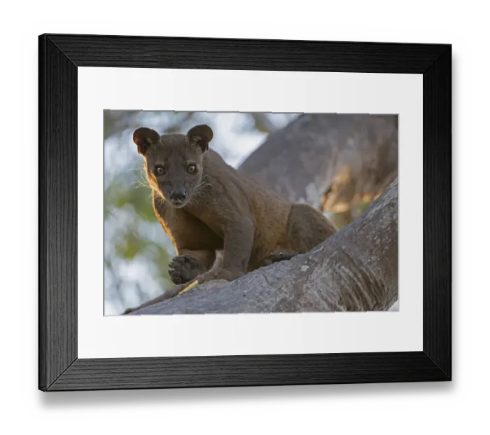 Framed Print : Fosa (Cryptoprocta ferox) male in tree, Kirindy Forest, Madagascar Framed Print : Fosa (Cryptoprocta ferox) male in tree, Kirindy Forest, Madagascar