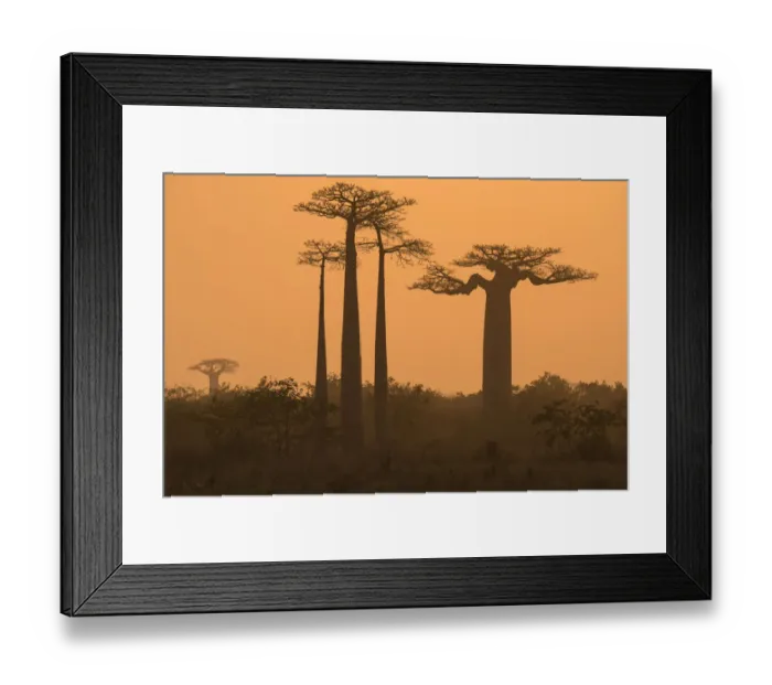 Framed Print : Boababs (Adansonia grandidieri) silhouetted at dawn, Allee des Baobabs / Avenue of the Baobabs Framed Print : Boababs (Adansonia grandidieri) silhouetted at dawn, Allee des Baobabs / Avenue of the Baobabs