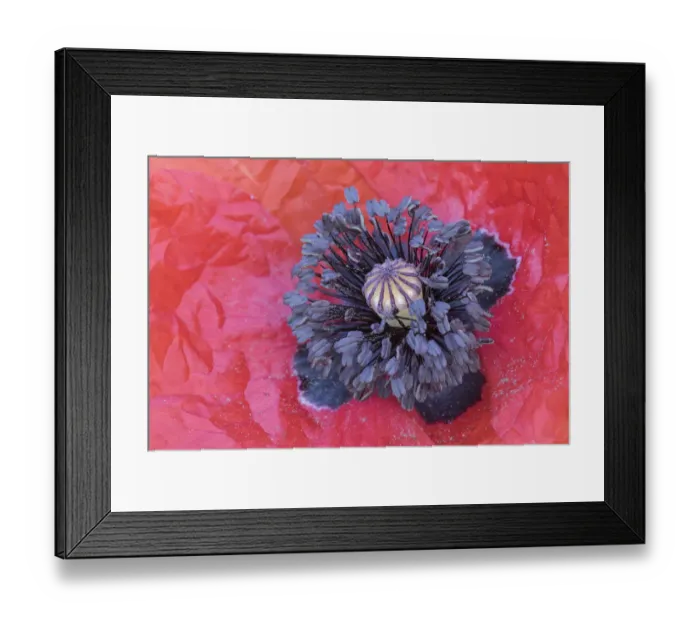 Framed Print : Corn poppy (Papaver rhoeas) close up of stamens, Peerdbos, Brasschaat, Belgium, July Framed Print : Corn poppy (Papaver rhoeas) close up of stamens, Peerdbos, Brasschaat, Belgium, July