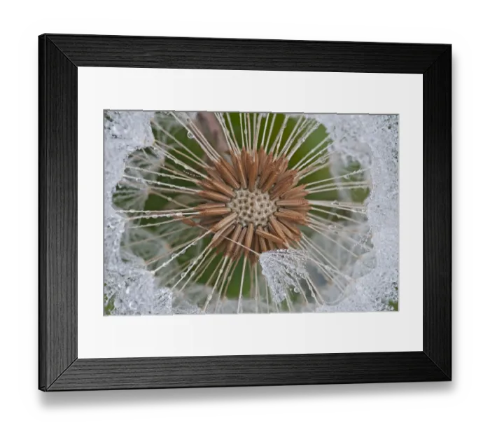 Framed Print : Dandelion (Taraxacum officinale) seedhead covered in dew, Klein Schietveld, Brasschaat Framed Print : Dandelion (Taraxacum officinale) seedhead covered in dew, Klein Schietveld, Brasschaat