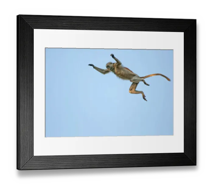 Framed Print : Zanzibar Red Colobus (Procolobus kirkii) jumping through the air, Jozani Chwaka Bay NP Framed Print : Zanzibar Red Colobus (Procolobus kirkii) jumping through the air, Jozani Chwaka Bay NP