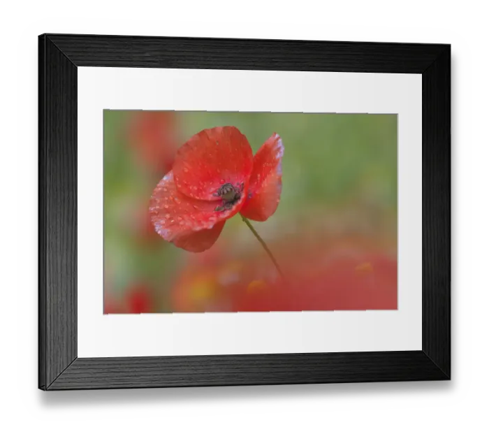 Framed Print : Poppy (Papaver rhoeas) Peerdsbos, Brasschaat, Belgium, June Framed Print : Poppy (Papaver rhoeas) Peerdsbos, Brasschaat, Belgium, June