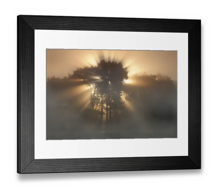 Framed Print : Sunrise over Klein Schietveld heathland, Brasschaat, Belgium, April Framed Print : Sunrise over Klein Schietveld heathland, Brasschaat, Belgium, April