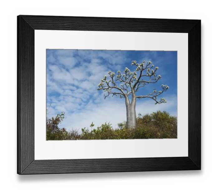 Framed Print : Succulent tree (Pachypodium rutenbergianum), Ramena, Madagascar Framed Print : Succulent tree (Pachypodium rutenbergianum), Ramena, Madagascar