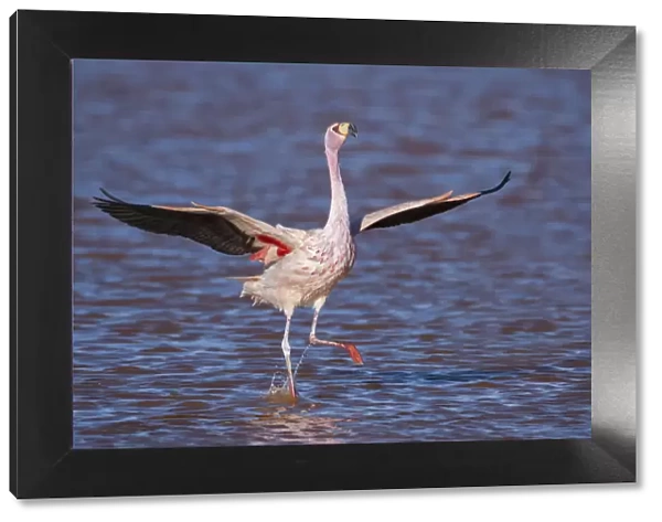 RF- Jamess flamingo (Phoenicoparrus jamesi) wings spread, taking off from water