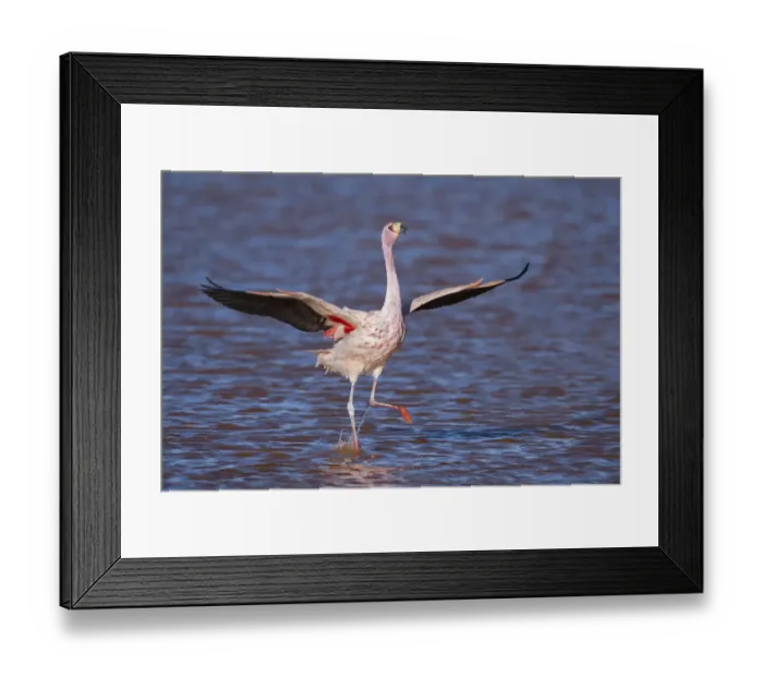 Framed Print : RF- Jamess flamingo (Phoenicoparrus jamesi) wings spread, taking off from water Framed Print : RF- Jamess flamingo (Phoenicoparrus jamesi) wings spread, taking off from water