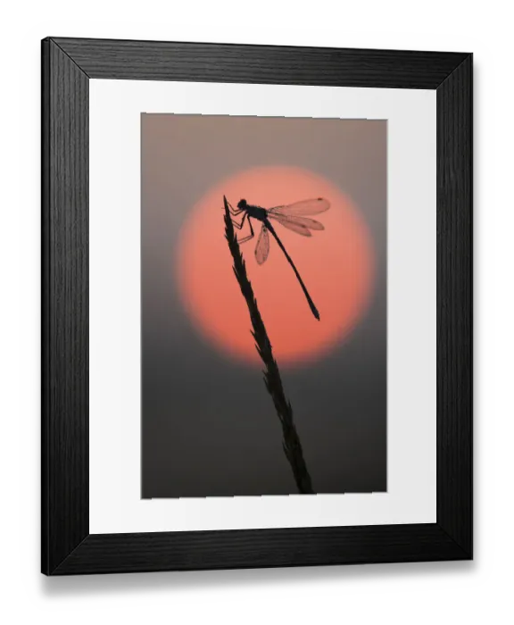 Framed Print : Emerald damselfly (Lestes sponsa) at sunrise, Klein Schietveld, Brasschaat, Belgium Framed Print : Emerald damselfly (Lestes sponsa) at sunrise, Klein Schietveld, Brasschaat, Belgium