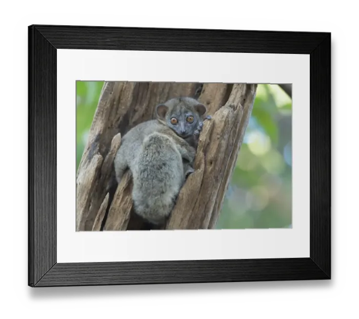 Framed Print : Ankarana sportive lemur (Lepilemur ankaranensis), Ankarana National Park, Madagascar Framed Print : Ankarana sportive lemur (Lepilemur ankaranensis), Ankarana National Park, Madagascar