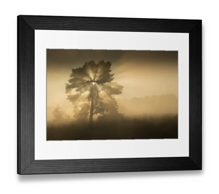 Framed Print : RF- (Pinus sylvestris) at sunrise, Klein Schietveld, Brasschaat, Belgium Framed Print : RF- (Pinus sylvestris) at sunrise, Klein Schietveld, Brasschaat, Belgium