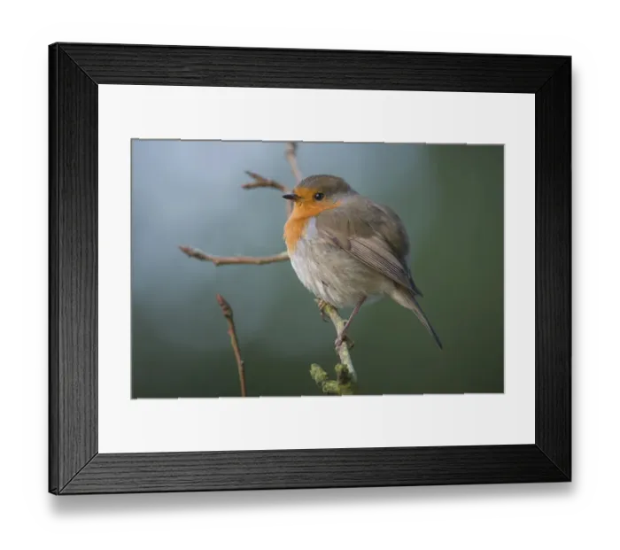 Framed Print : Robin (Erithacus rubecula) on branch, Brasschaat, Belgium Framed Print : Robin (Erithacus rubecula) on branch, Brasschaat, Belgium