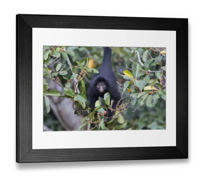 Framed Print : Black spider monkey (Ateles chamek) in tree, Madidi National Park, Bolivia Framed Print : Black spider monkey (Ateles chamek) in tree, Madidi National Park, Bolivia