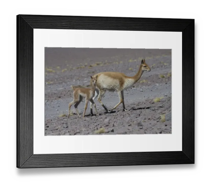 Framed Print : Vicuna (Vicugna vicugna) mother with young, Laguna Hedionda, Altiplano, Bolivia Framed Print : Vicuna (Vicugna vicugna) mother with young, Laguna Hedionda, Altiplano, Bolivia
