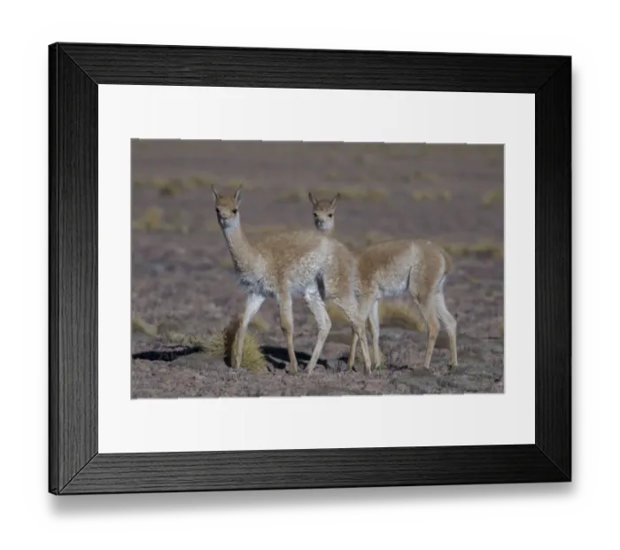 Framed Print : Vicuna (Vicugna vicugna) Quetena, Altiplano, Bolivia Framed Print : Vicuna (Vicugna vicugna) Quetena, Altiplano, Bolivia