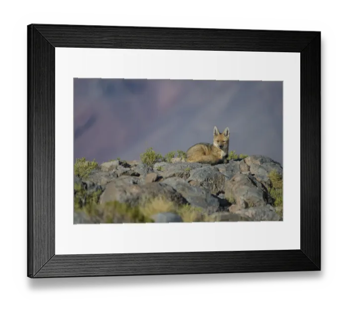 Framed Print : Andean fox (Pseudalopex culpaeus) Laguna Hedionda, Altiplano, Bolivia Framed Print : Andean fox (Pseudalopex culpaeus) Laguna Hedionda, Altiplano, Bolivia