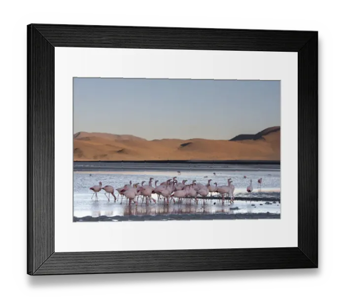 Framed Print : Jamess flamingo (Phoenicoparrus jamesi) flock on the shore of Laguna Colorada Framed Print : Jamess flamingo (Phoenicoparrus jamesi) flock on the shore of Laguna Colorada