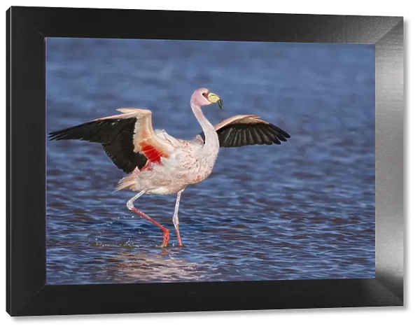 Jamess flamingo (Phoenicoparrus jamesi) walking with wings outstreched Laguna