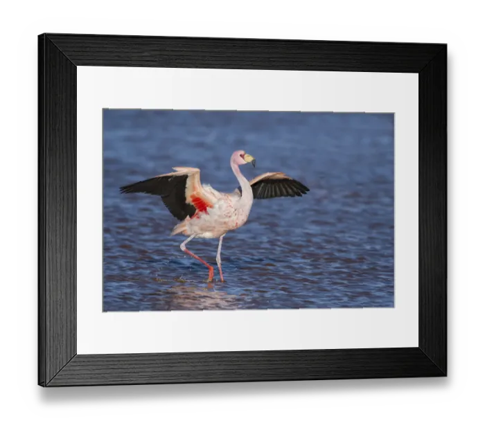 Framed Print : Jamess flamingo (Phoenicoparrus jamesi) walking with wings outstreched Laguna Framed Print : Jamess flamingo (Phoenicoparrus jamesi) walking with wings outstreched Laguna