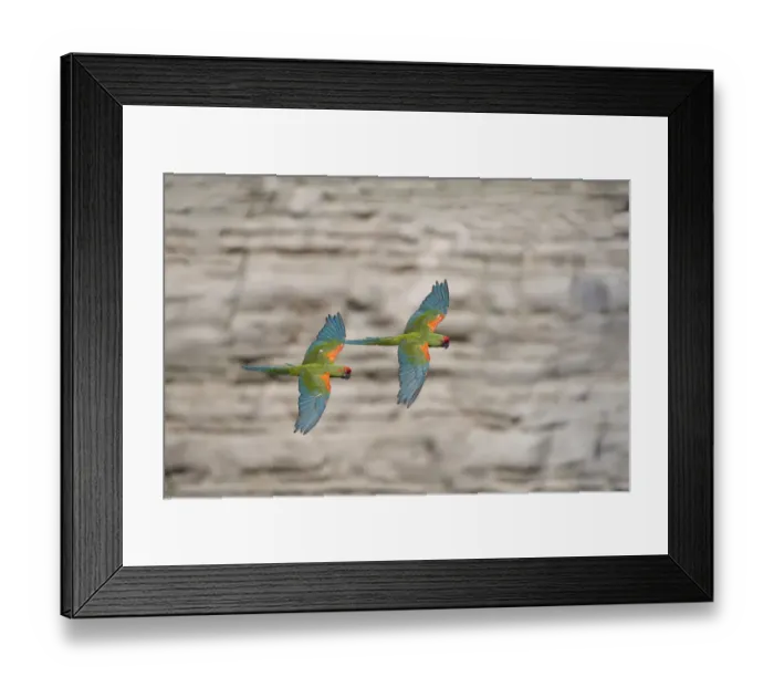 Framed Print : Red-fronted macaw (Ara rubrogenys) two in flight, Red-fronted Macaw Community Nature Reserve Framed Print : Red-fronted macaw (Ara rubrogenys) two in flight, Red-fronted Macaw Community Nature Reserve