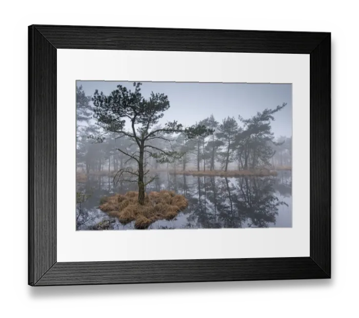 Framed Print : Scots pine trees (Pinus sylvestris) on island in wetlands, Klein Schietveld, Brasschaat