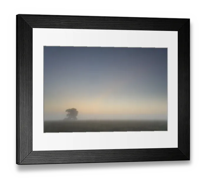 Framed Print : Scots pine tree (Pinus sylvestris) at sunrise, Groot Schietveld, Wuustwezel, Belgium Framed Print : Scots pine tree (Pinus sylvestris) at sunrise, Groot Schietveld, Wuustwezel, Belgium