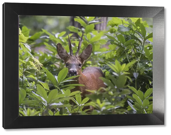 Roe deer (Capreolus capreolus) stag peering through vegetation, Peerdsbos, Brasschaat