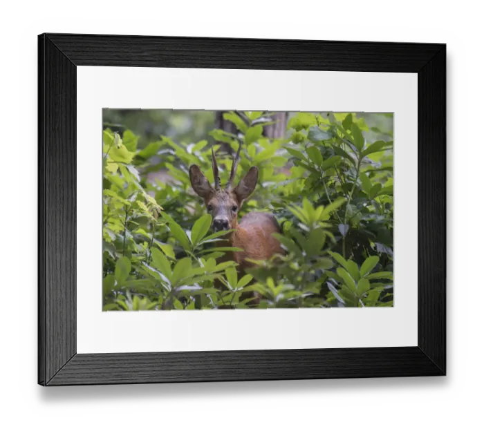 Framed Print : Roe deer (Capreolus capreolus) stag peering through vegetation, Peerdsbos, Brasschaat Framed Print : Roe deer (Capreolus capreolus) stag peering through vegetation, Peerdsbos, Brasschaat
