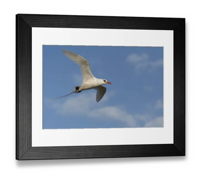 Framed Print : Red-tailed Tropicbird (Phaethon rubricauda) flying portrait, Nosy Ve, Madagascar Framed Print : Red-tailed Tropicbird (Phaethon rubricauda) flying portrait, Nosy Ve, Madagascar