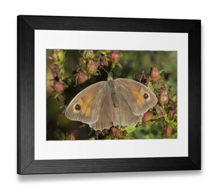 Framed Print : Meadow brown butterfly (Maniola jurtina), De Inslag, Brasschaat, Belgium August Framed Print : Meadow brown butterfly (Maniola jurtina), De Inslag, Brasschaat, Belgium August