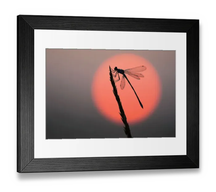 Framed Print : Emerald damselfly (Lestes sponsa) at sunrise, Klein Schietveld, Brasschaat, Belgium August Framed Print : Emerald damselfly (Lestes sponsa) at sunrise, Klein Schietveld, Brasschaat, Belgium August