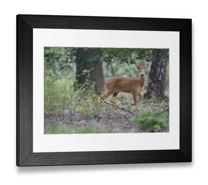 Framed Print : Roe deer (Capreolus capreolus) male buck in woodland, Peerdsbos, Brasschaat, Belgium Framed Print : Roe deer (Capreolus capreolus) male buck in woodland, Peerdsbos, Brasschaat, Belgium