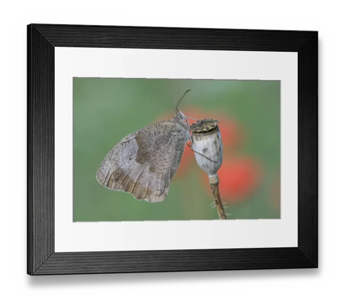 Framed Print : Meadow brown butterfly (Maniola jurtina) on Common poppy seedhead (Papaver rhoeas) Framed Print : Meadow brown butterfly (Maniola jurtina) on Common poppy seedhead (Papaver rhoeas)