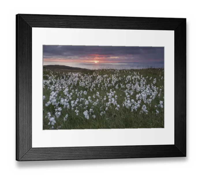 Framed Print : Common cottongrass (Eriophorum angustifolium) flowering, at sunrise, Island Runde Framed Print : Common cottongrass (Eriophorum angustifolium) flowering, at sunrise, Island Runde