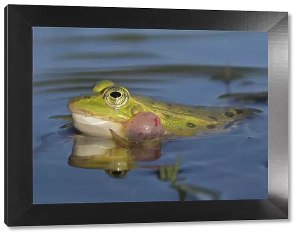 Edible frog (Rana esculenta) male calling at pond surface, Klein Schietveld, Brasschaat