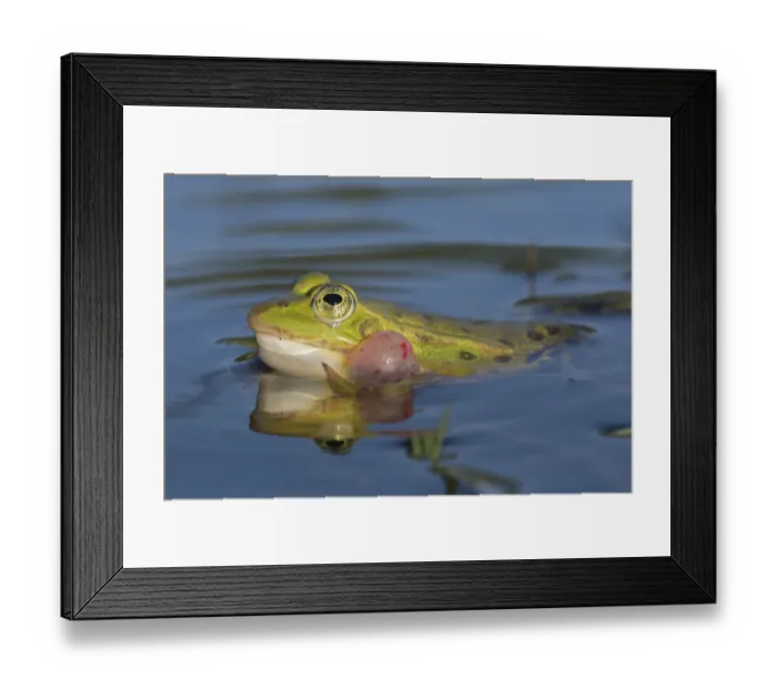 Framed Print : Edible frog (Rana esculenta) male calling at pond surface, Klein Schietveld, Brasschaat Framed Print : Edible frog (Rana esculenta) male calling at pond surface, Klein Schietveld, Brasschaat