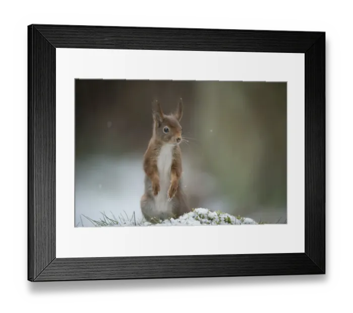 Framed Print : Red squirrel (Sciurus vulgaris) standing on hind legs, Brasschaat, Belgium, February Framed Print : Red squirrel (Sciurus vulgaris) standing on hind legs, Brasschaat, Belgium, February