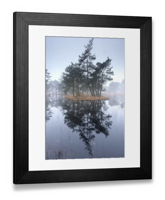 Framed Print : Scots pine trees (Pinus sylvestris) on island in wetlands, Klein Schietveld, Brasschaat