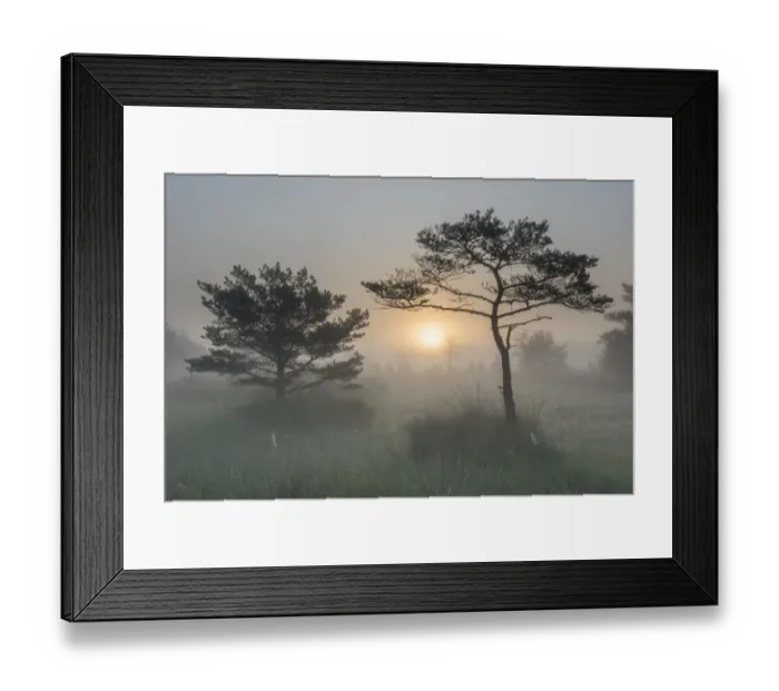 Framed Print : Scots pine tree (Pinus sylvestris) at sunrise, Klein Schietveld, Brasschaat, Belgium Framed Print : Scots pine tree (Pinus sylvestris) at sunrise, Klein Schietveld, Brasschaat, Belgium