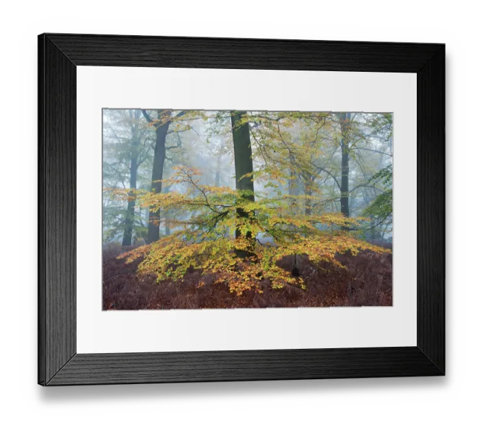 Framed Print : Beech woodland (Fagus sylvatica) Peerdsbos, Brasschaat, Belgium, November Framed Print : Beech woodland (Fagus sylvatica) Peerdsbos, Brasschaat, Belgium, November