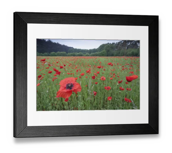 Framed Print : Poppy (Papaver rhoeas) De Inslag, Brasschaat, Belgium Framed Print : Poppy (Papaver rhoeas) De Inslag, Brasschaat, Belgium