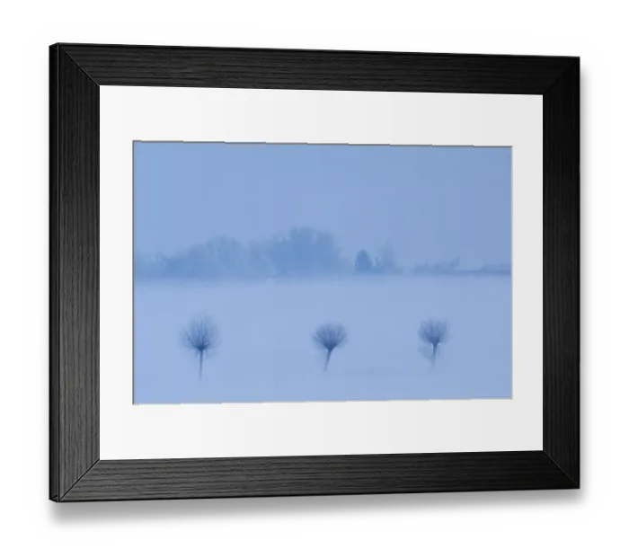Framed Print : Row of three trees in snow, Groot Schietveld, Wuustwezel, Belgium, January 2010 Framed Print : Row of three trees in snow, Groot Schietveld, Wuustwezel, Belgium, January 2010